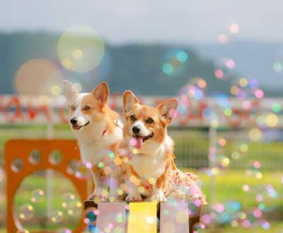 ドッグランを楽しむ犬たち