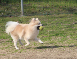ドッグランで遊ぶ犬